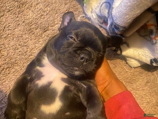 Frenchton dogs Frenchton Puppy 1 - Ad 33