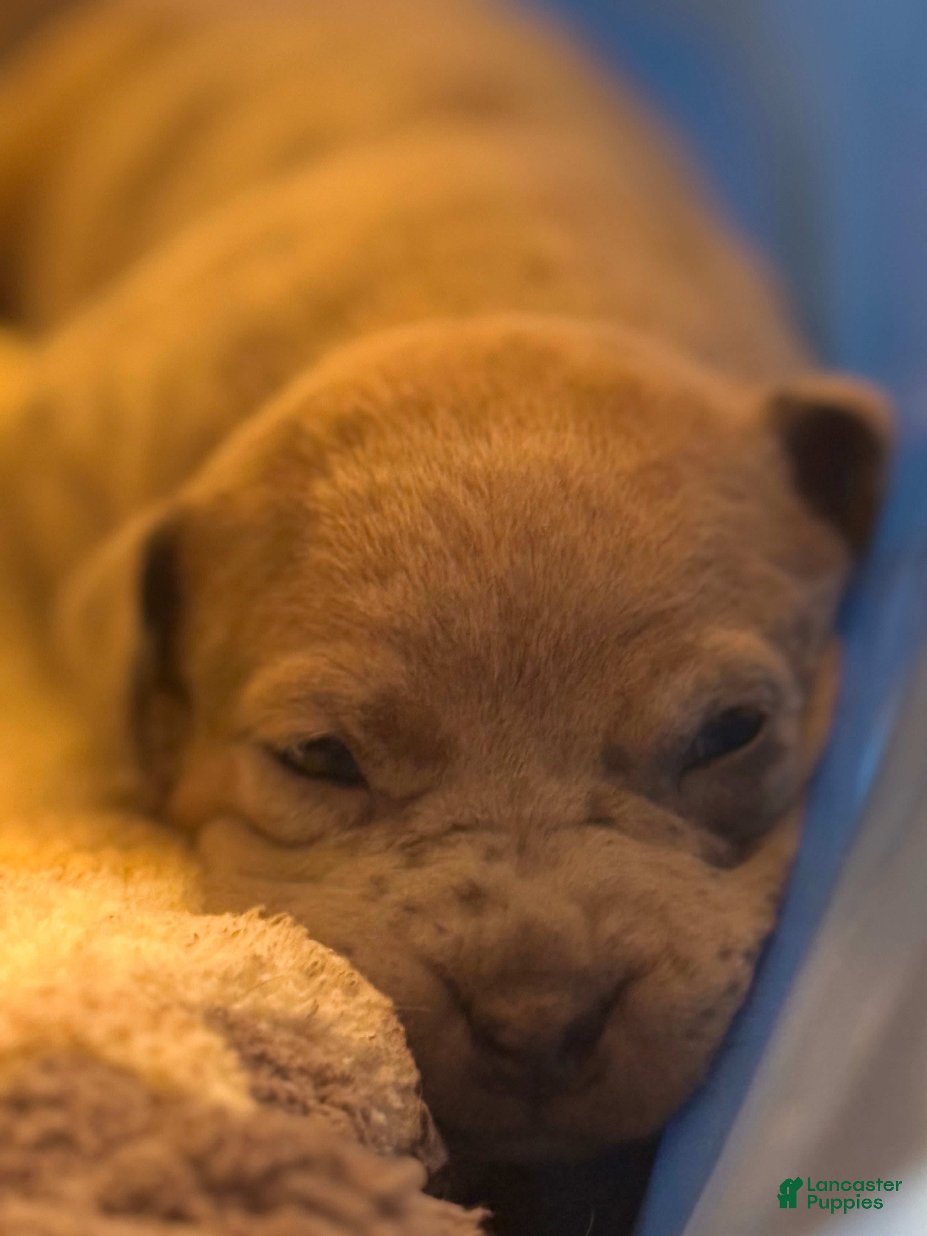 Mixed Breed dogs Sable  - Ad 37