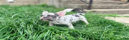 French Bulldog dogs for sale: Nico Poco - Ad 1