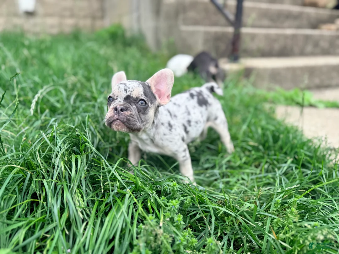 French Bulldog dogs for sale: Nico Poco - Ad 1