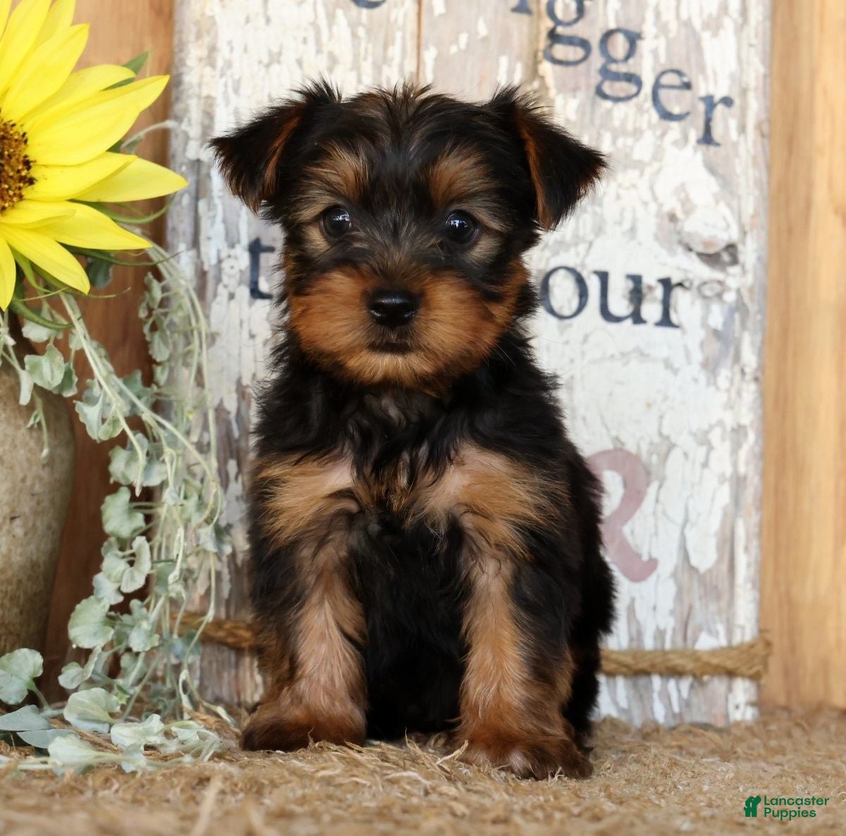 Morkie dogs Otis - Ad 2