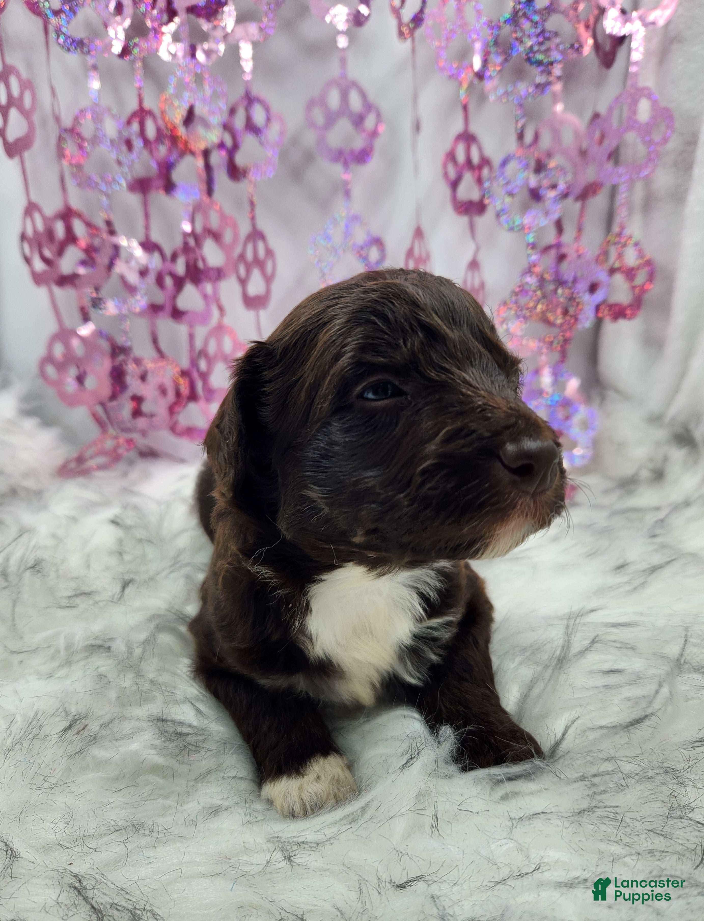 Mini Aussiedoodle dogs Mini Aussiedoodle Puppy 6 - Ad 39
