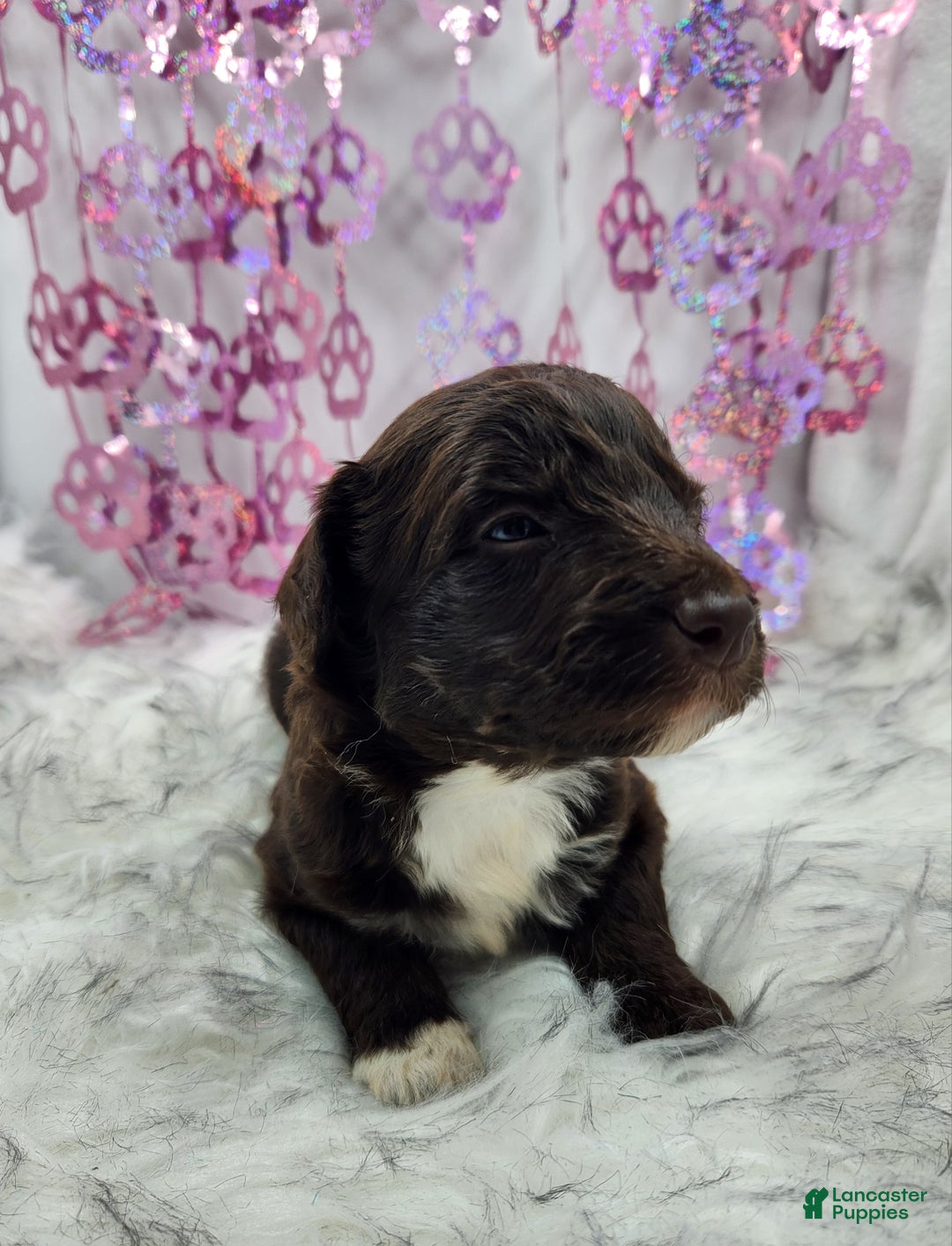 Mini Aussiedoodle dogs for sale: Mini Aussiedoodle Puppy 6 - Ad 1