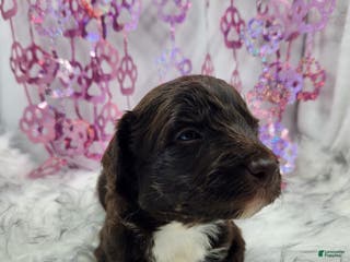 Mini Aussiedoodle dogs Mini Aussiedoodle Puppy 6 - Ad 14
