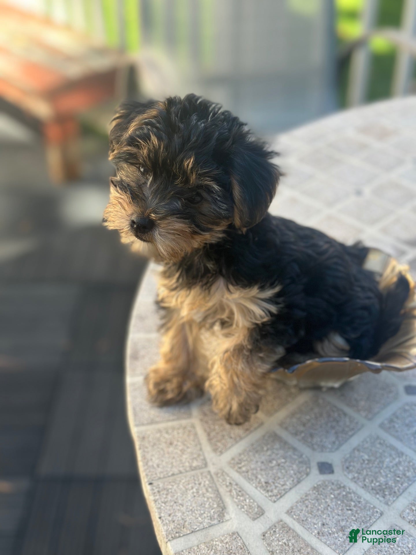Yorkshire Terrier dogs for sale: Yorkshire Terrier 1 - Ad 9