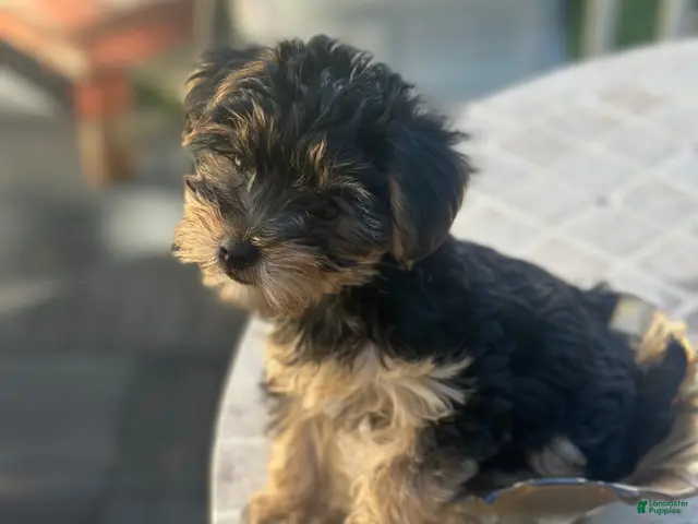 Yorkshire Terrier dogs for sale: Yorkshire Terrier 1 - Ad 9