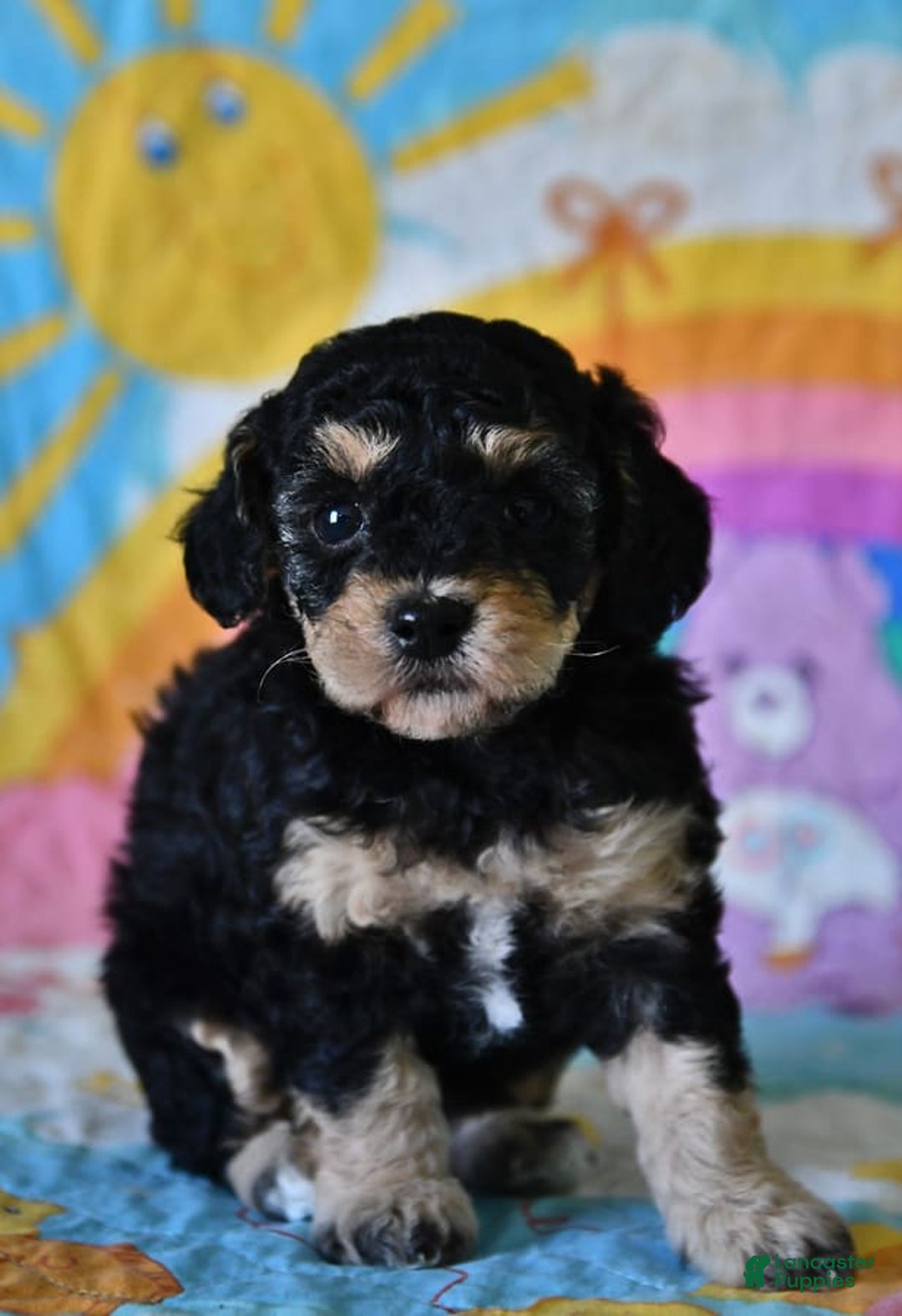 Gallery Image {{count}}