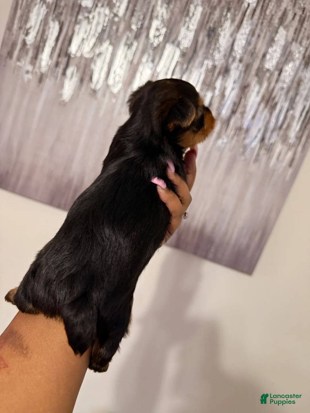 Yorkshire Terrier dogs for sale: Sissy - Ad 2