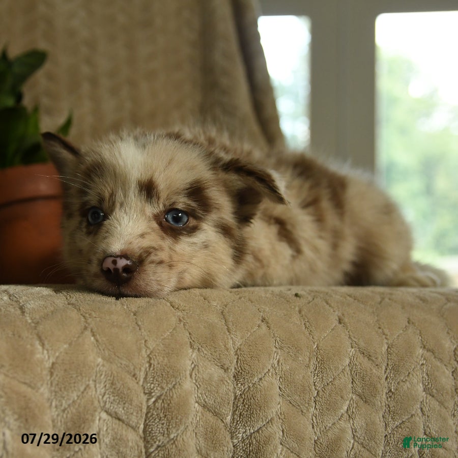 Pomsky dogs Bubba - Ad 2