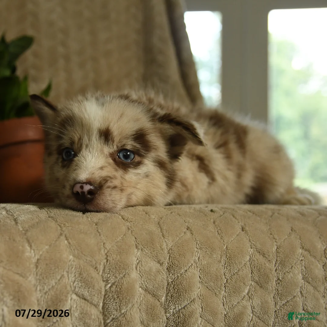 Pomsky dogs for sale: Bubba - Ad 2
