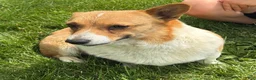 Welsh Corgi Pembroke dogs for sale: Teddy - Ad 2