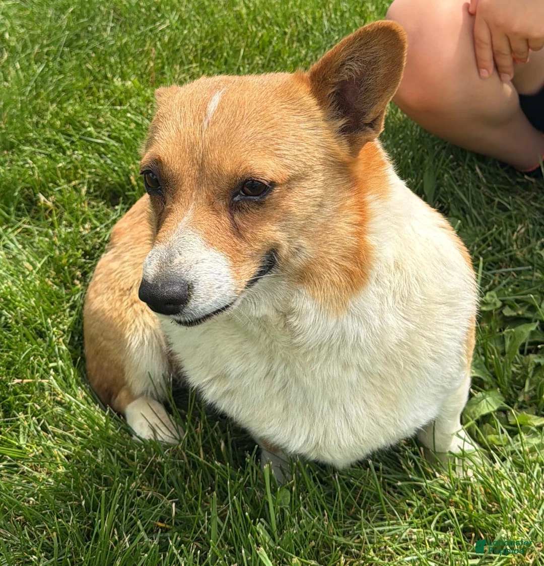 Welsh Corgi Pembroke dogs for sale: Teddy - Ad 2
