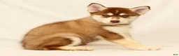 Gerberian Shepsky dogs for sale: Theo - Ad 3