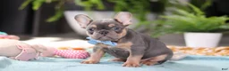 French Bulldog dogs for sale: Oliver - Ad 6