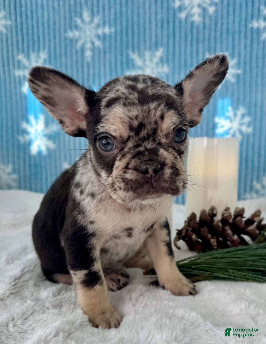 French Bulldog dogs for sale: Lulu - Ad 4