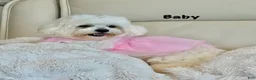 Maltipoo dogs for sale: Theo - Ad 8