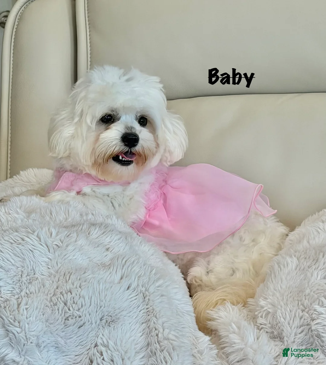 Maltipoo dogs for sale: Theo - Ad 8