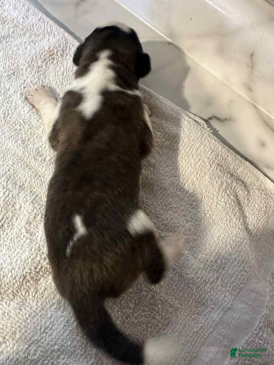 Saint Bernard dogs for sale: Puppy 12 - Ad 1