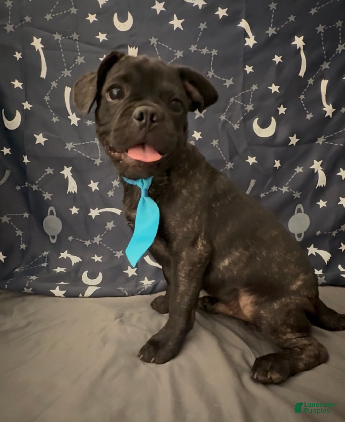 Mixed Breed dogs Bugg boy - Ad 2