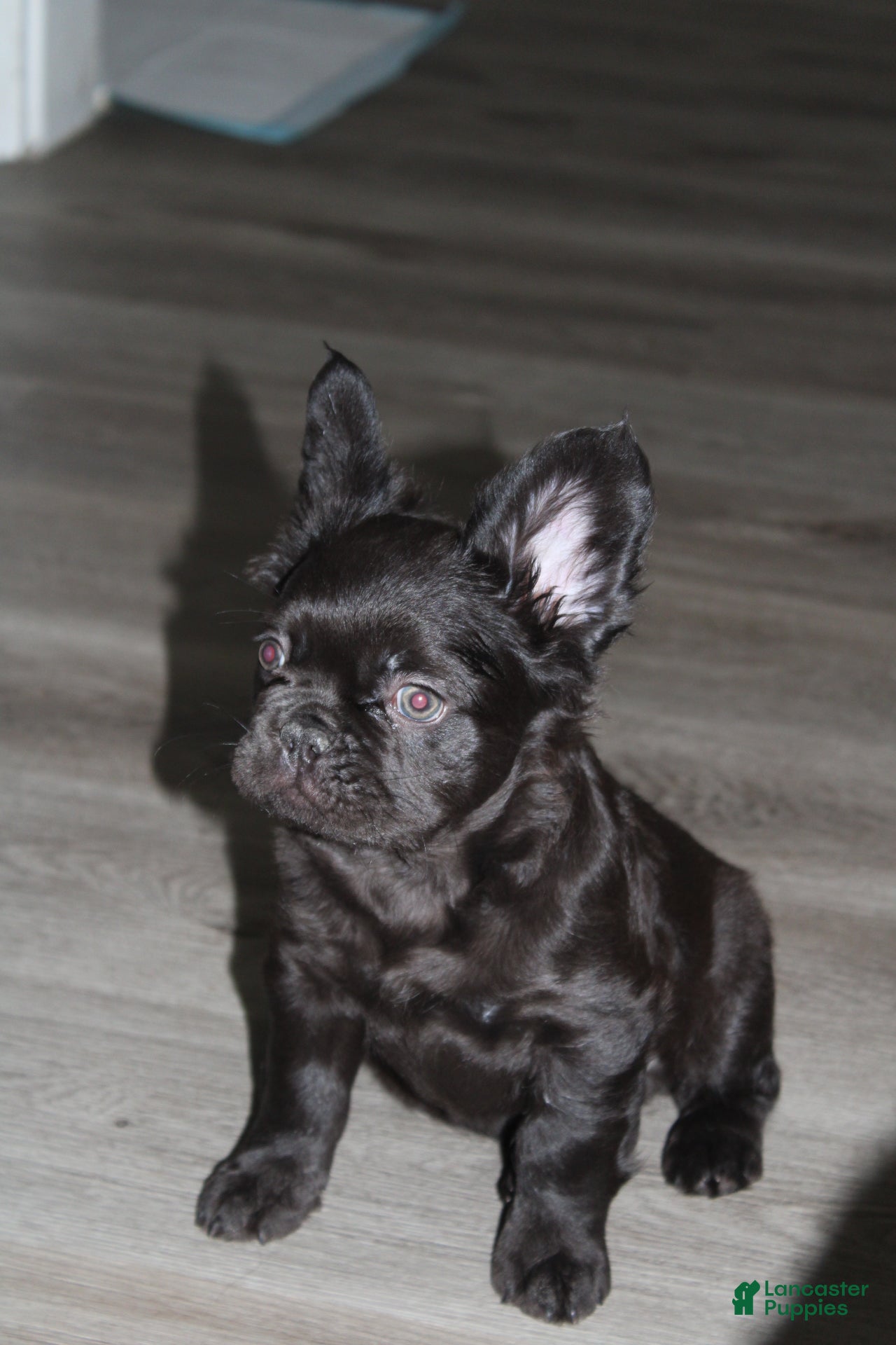 French Bulldog dogs French Bulldog Puppy 2 - Ad 3
