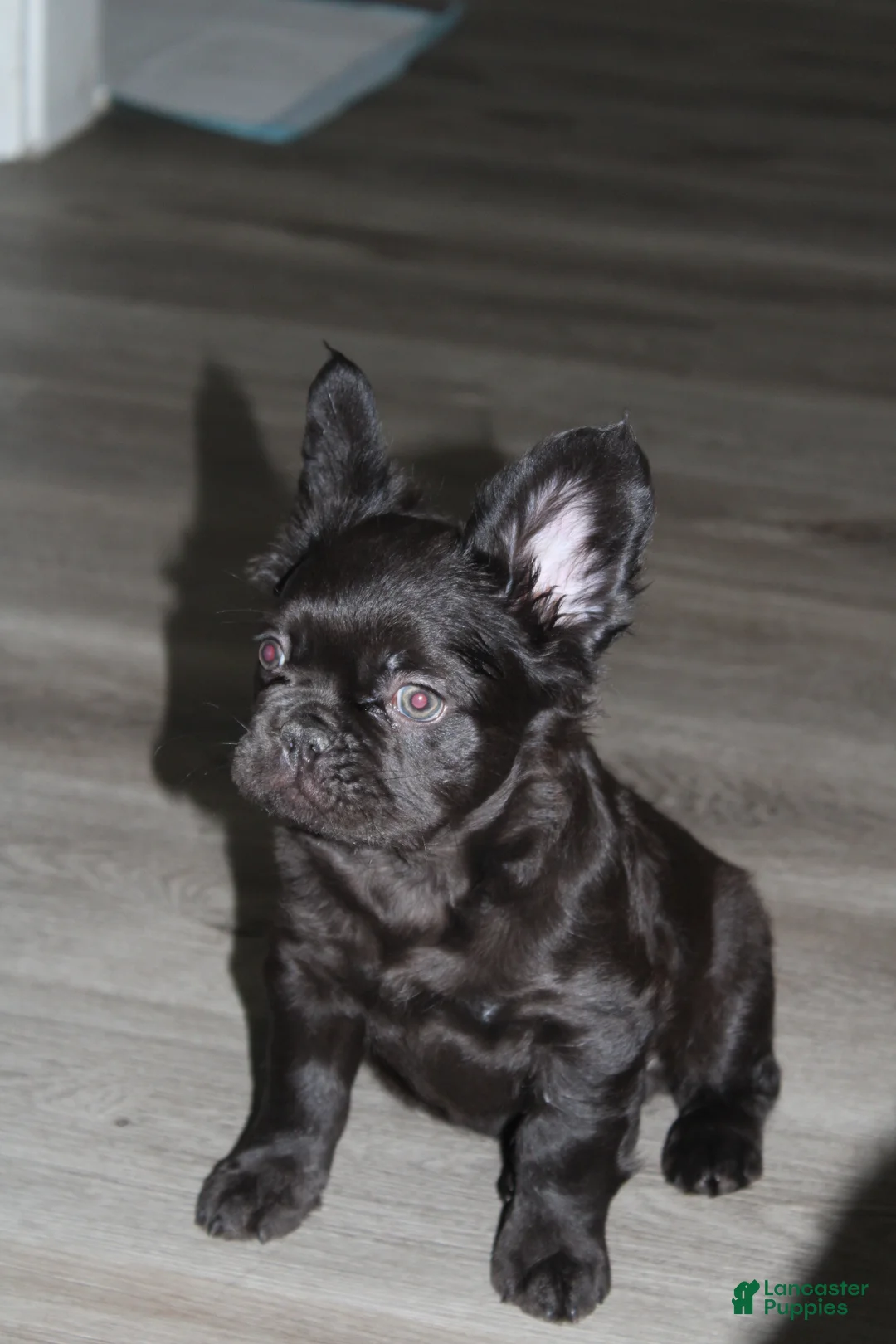 French Bulldog dogs for sale: French Bulldog Puppy 2 - Ad 1