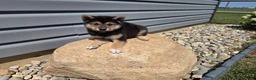 Shiba Inu dogs for sale: Randy - Ad 8