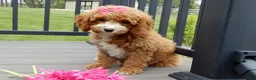 Cavapoo dogs for sale: Lulu - Ad 4