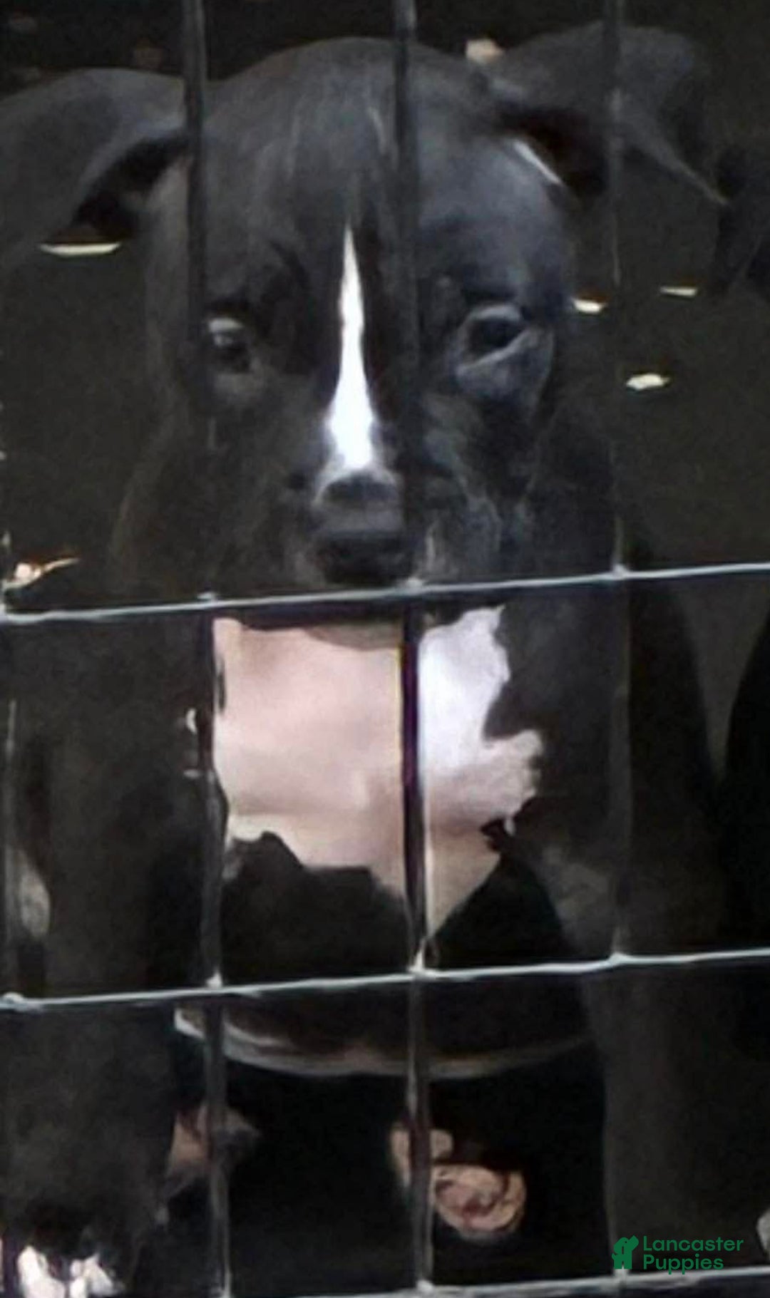 American Bully dogs for sale: American Bully female - Ad 6