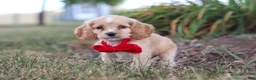 Cocker Spaniel dogs for sale: Boone - Ad 5