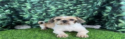 Shih Tzu dogs for sale: Shih Tzu 1 - Ad 5