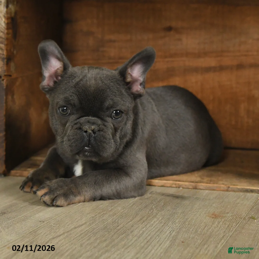 French Bulldog dogs for sale: Texas - Ad 5