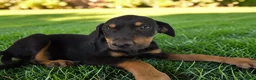 Catahoula Leopard Dog dogs for sale: Gypsie 2026 Female 3 - Ad 5