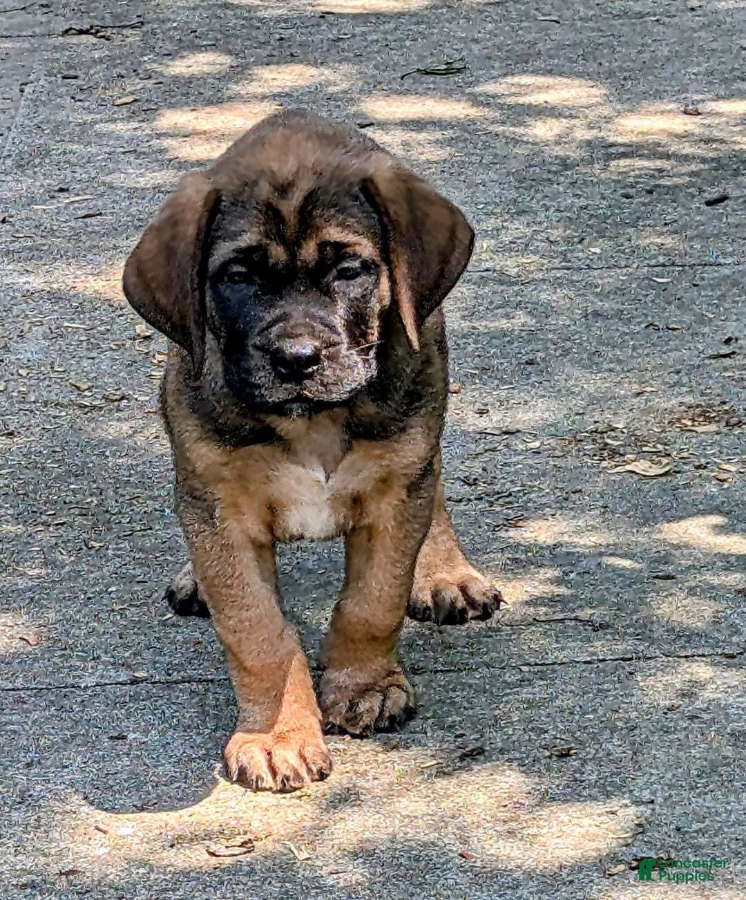 Mastiff English To Spanish Dog Greeting Card Of A Lovable Spanish