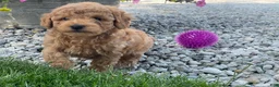 Mini Goldendoodle dogs for sale: Max Mini Goldendoodle  - Ad 5