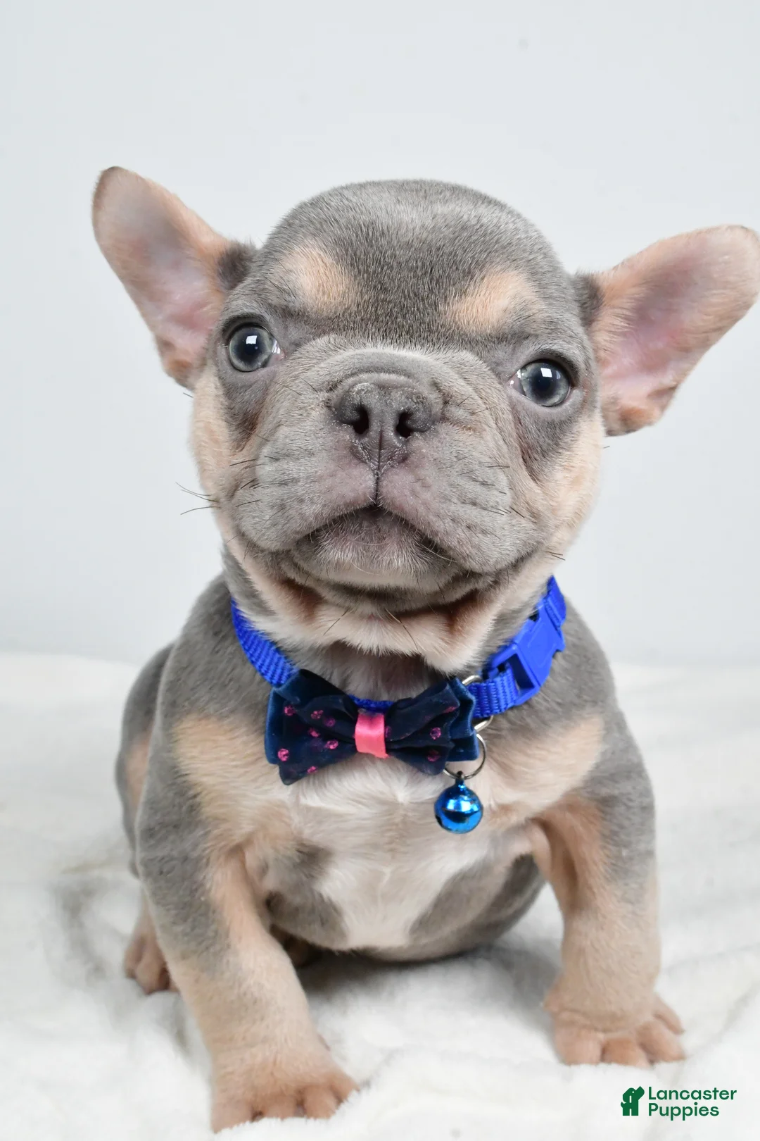 French Bulldog dogs for sale: Checkers - Ad 1