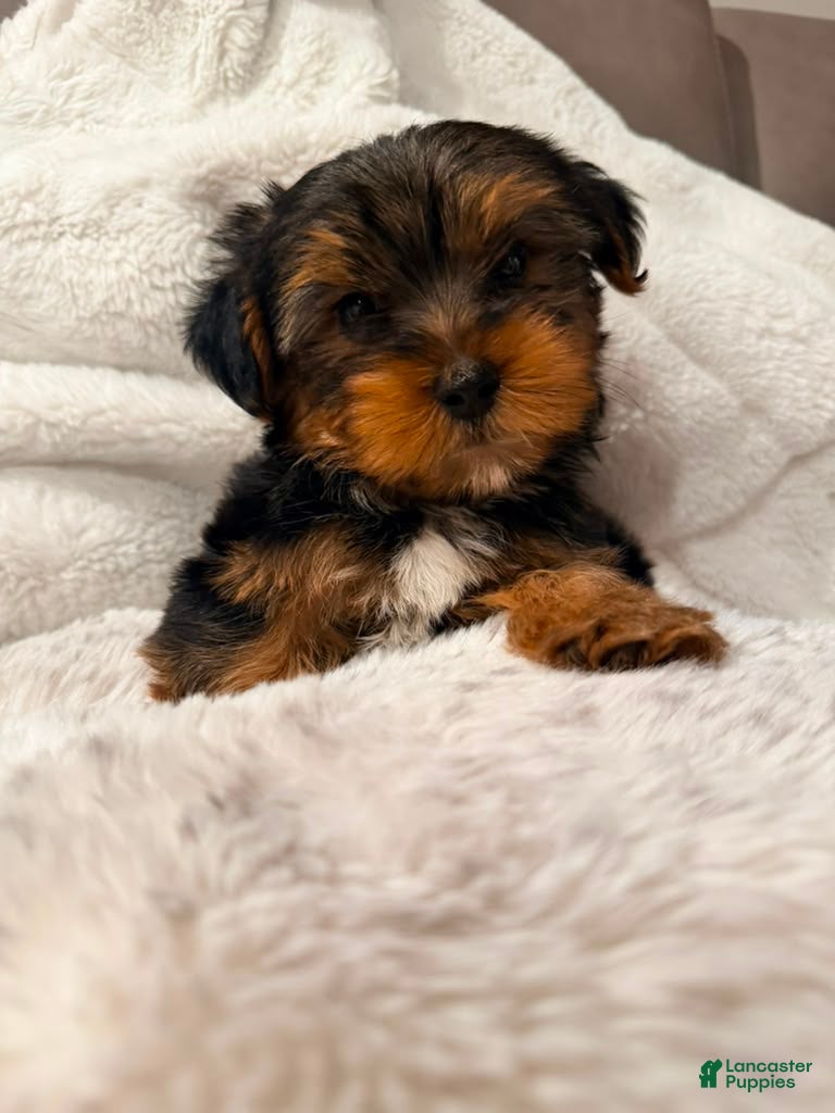 Yorkshire Terrier dogs RIO-POTTY And CRATE TRAINED 🐾 917-656-3567 - Ad 9
