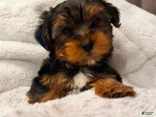 Yorkshire Terrier dogs RIO-POTTY And CRATE TRAINED 🐾 917-656-3567 - Ad 9