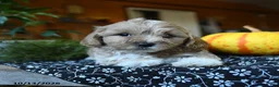 Maltipoo dogs for sale: Flopsy - Ad 4