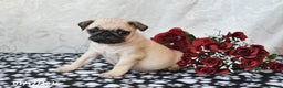 Pug dogs for sale: Munchkin - Ad 3