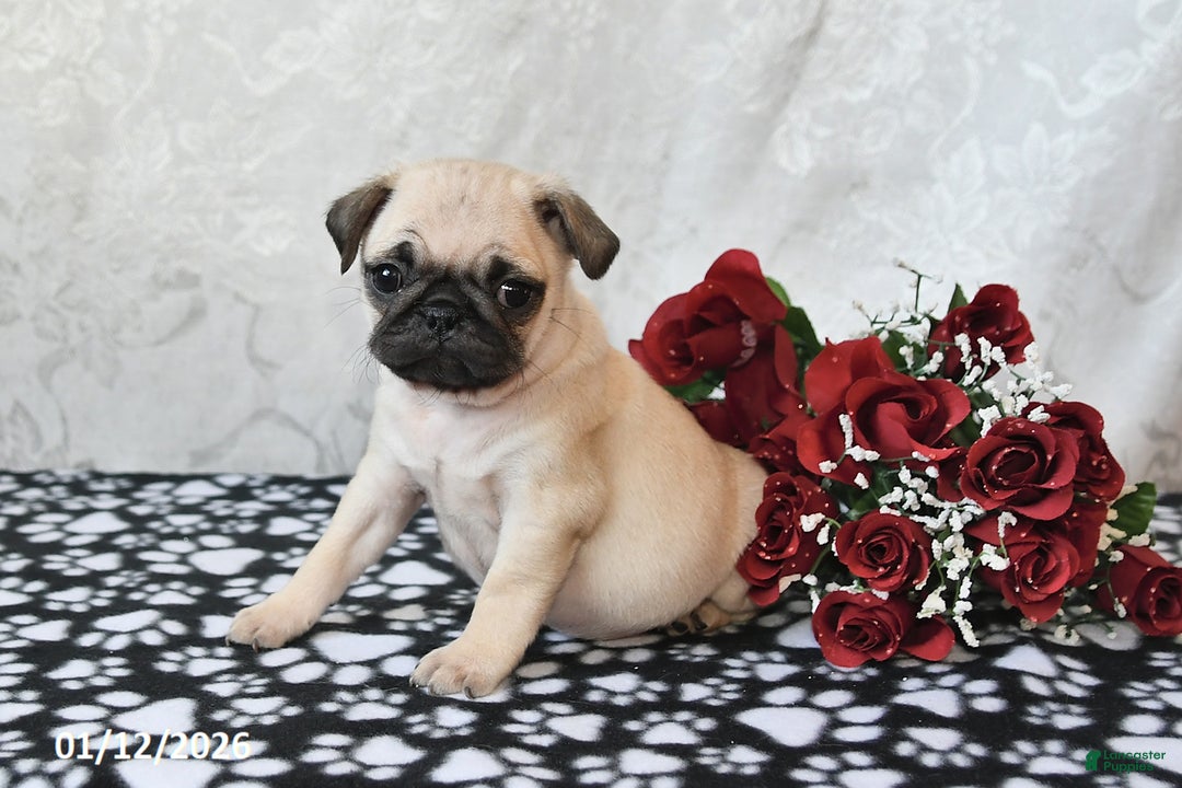 Pug dogs for sale: Munchkin - Ad 3
