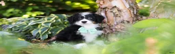 Mini Bernedoodle dogs for sale: Archie - Ad 6
