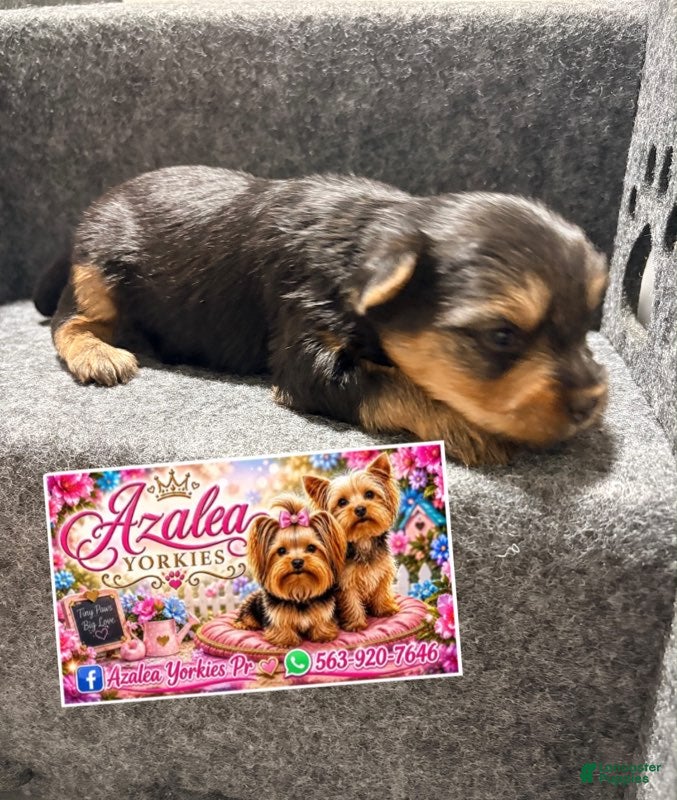 Yorkshire Terrier dogs Girl 2 - Ad 18