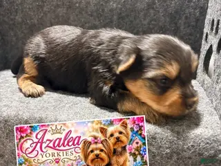 Yorkshire Terrier dogs Girl 2 - Ad 18