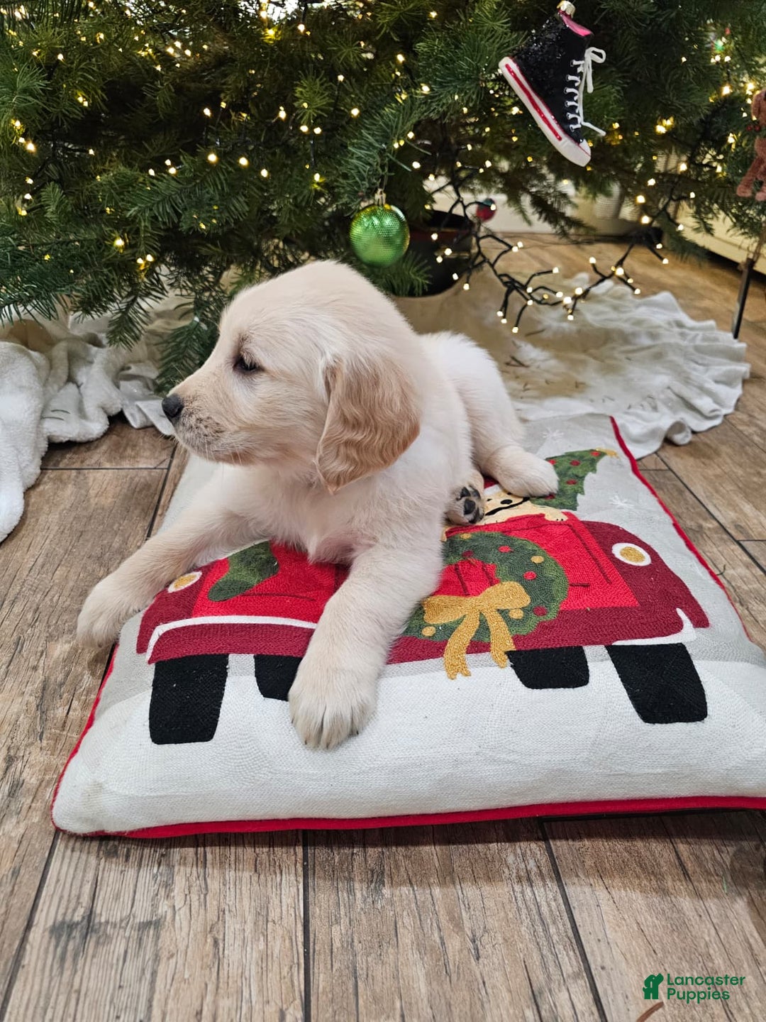 Golden Retriever dogs for sale: Golden Retriever Puppy 8 - Ad 3