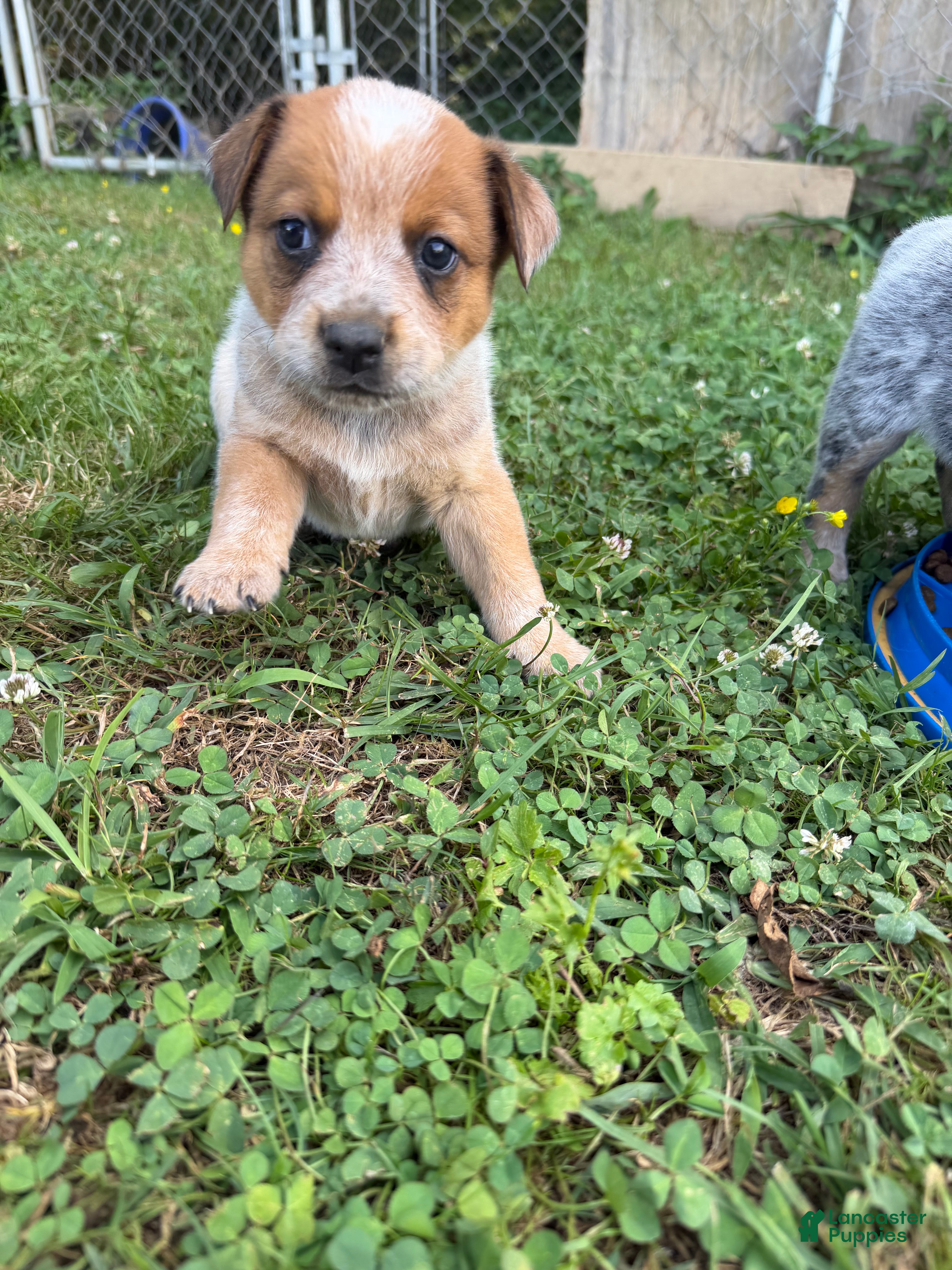 Australian Cattle Dog dogs Australian Cattle Dog 2 - Ad 9
