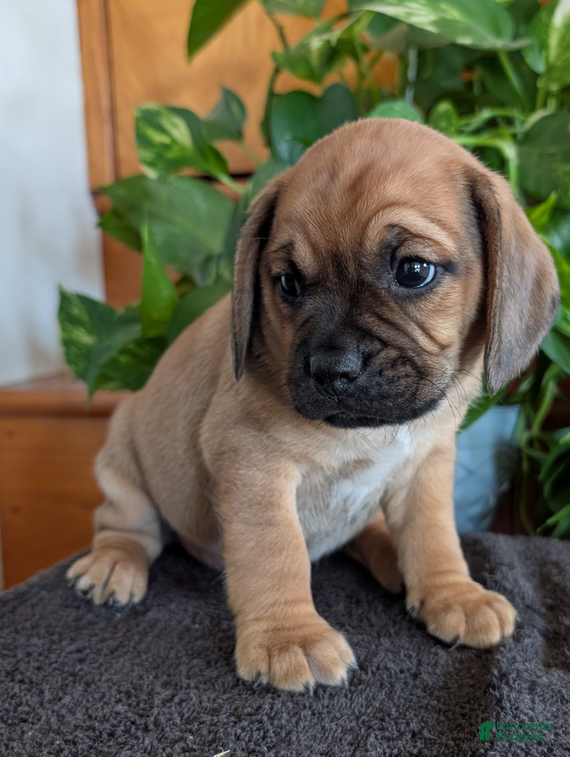 Puggle dogs Kidd - Ad 1
