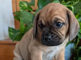 Puggle dogs for sale: Kidd - Ad 3