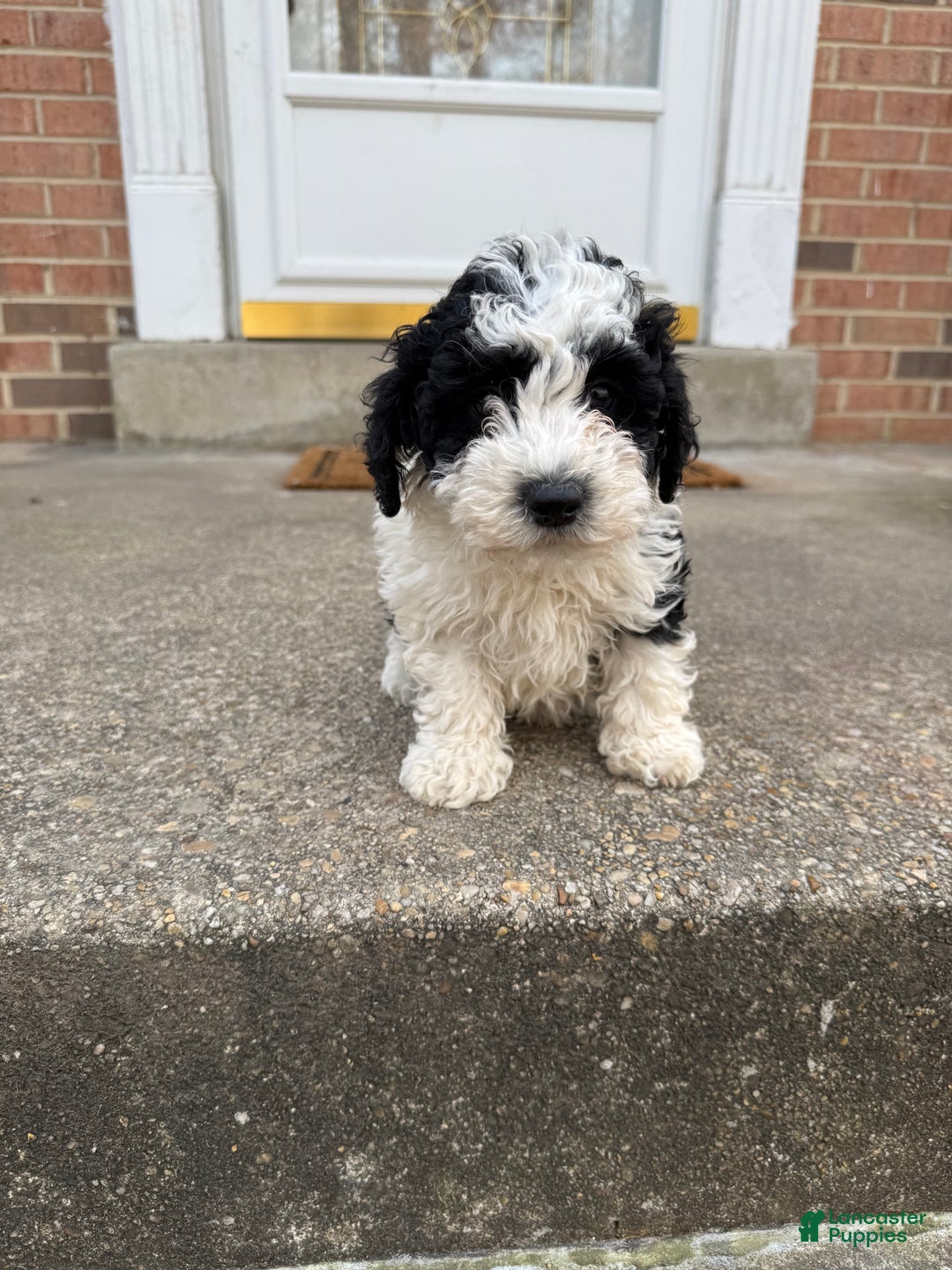 Miniature Poodle dogs for sale: Miniature Poodle Puppy 1 - Ad 2