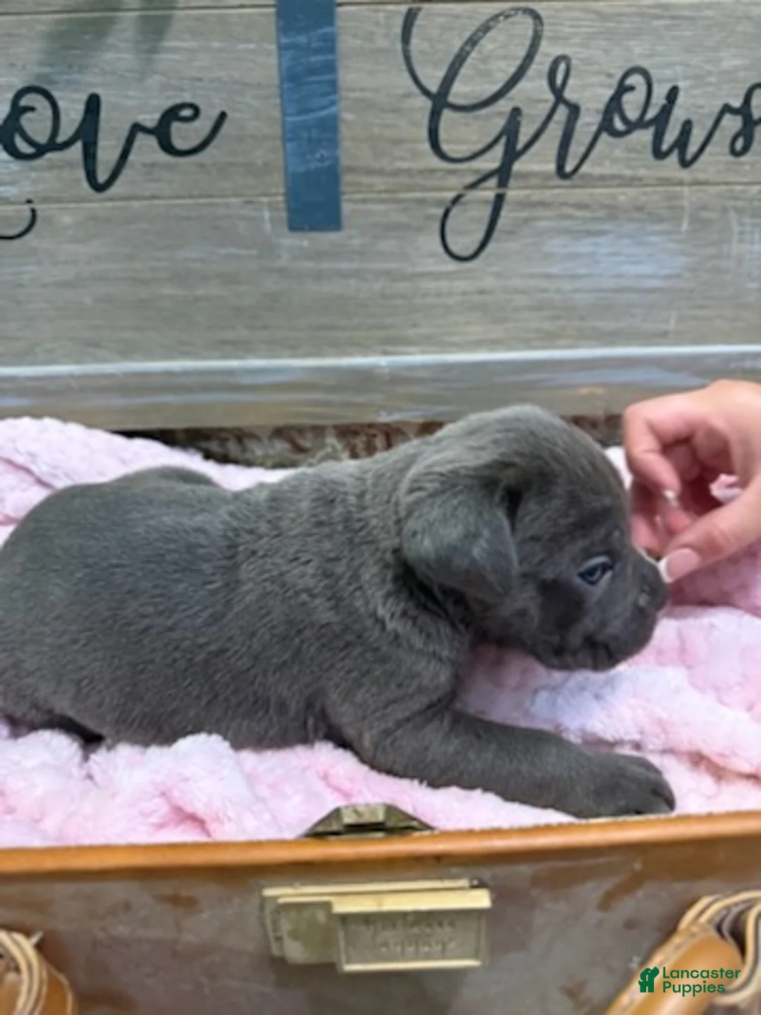 Cane Corso dogs for sale: Girl 2 - Ad 2