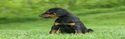 Doberman Pinscher dogs for sale:  Diesel (Black Rust)🐶🤎✨ - Ad 7